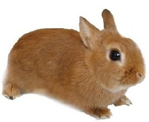 Польский кролик 
