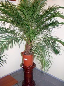 Как вырастить финиковую пальму у себя дома