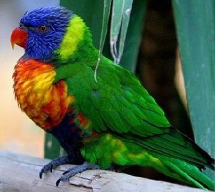 Австралийские попугаи 