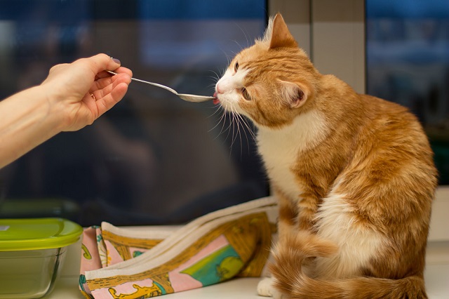 Меню для кошки — правильное питание кошек