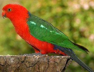 Австралийские попугаи 