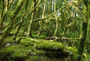 Самшит - самшитовое дерево