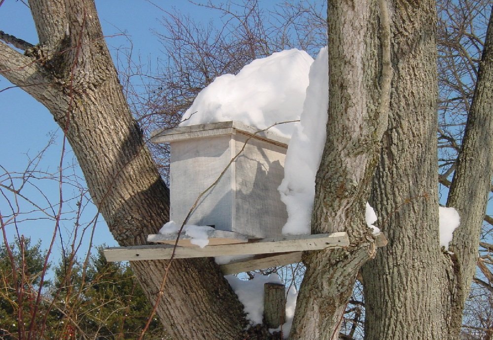 Что делают пчелы зимой как выживают в морозы