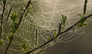 Как пауки плетут паутину