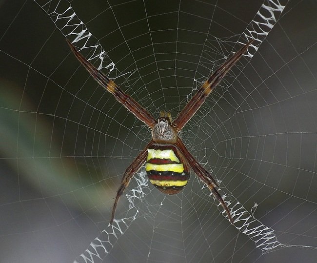 Паук сплел паутину как показано на рисунке. Паучиха сплела паутину. Как паук плетет паутину. Сороконожка сплела паутину. Паук приплетает.