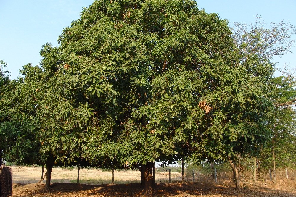 Манговое дерево дома 