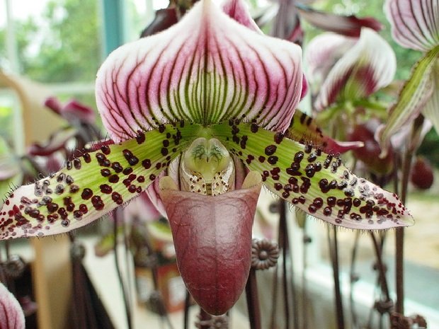 Орхидея Башмачок