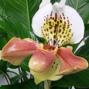 Орхидея Башмачок 