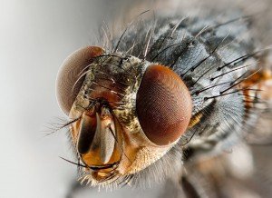 Почему мухи опасны для здоровья человека
