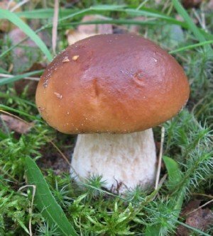 Почему нельзя вырастить белый гриб дома