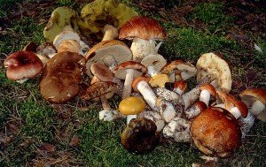 Время и места роста грибов