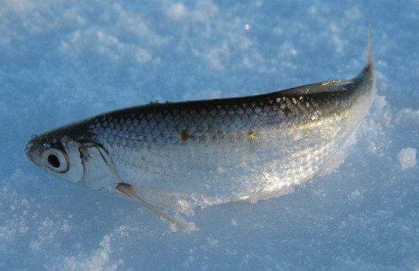 Зимняя ловля уклейки – описание рыбалки