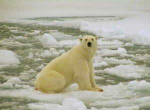 Арктическое потепление и таяние ледников