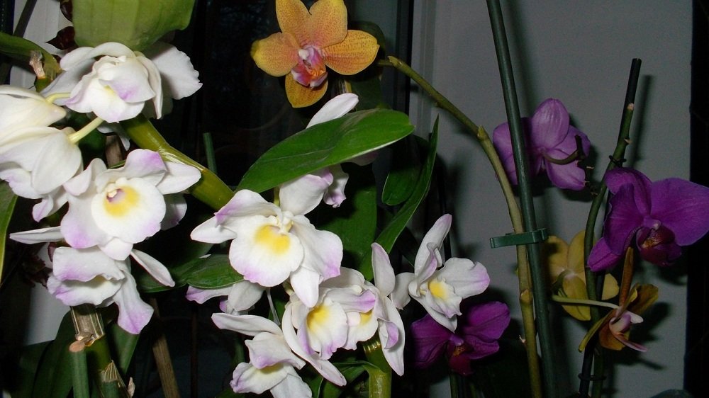Где растут орхидеи фаленопсисы в дикой природе