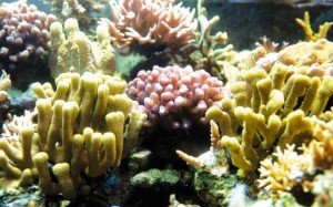 Коралловые рифы 
