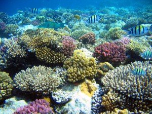 Коралловые рифы