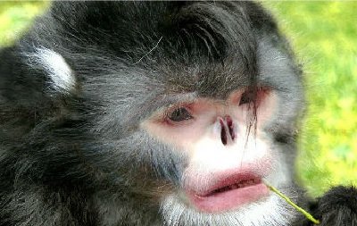 Новый вид обезьян Ринопитек Страйкера обнаружен в Мьянме