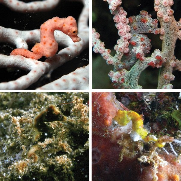 Подводный мир кораллов осенние леса