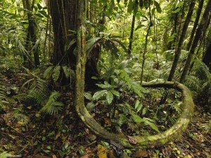 Тропические леса Напо