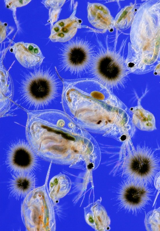 Планктон в океане — фитопланктон и зоопланктон