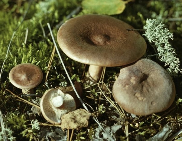 Горькушка – описание гриба, фото и видео