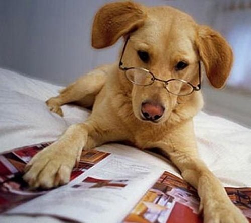 Какая порода собак считается самой умной