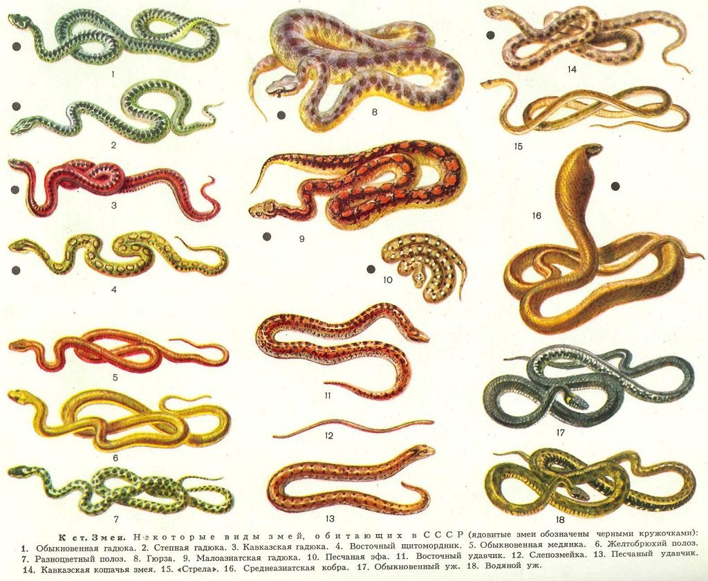 Какие бывают змеи — семейства и виды змей