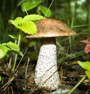 Чем отличаются грибы от растений