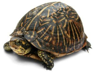 Как появился у черепахи панцирь