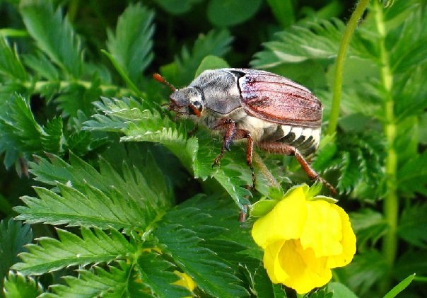 Майский жук — польза или вред насекомого?