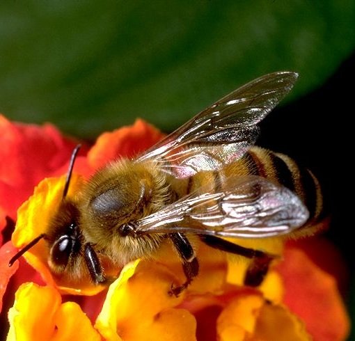 Как нектар превращается в мед