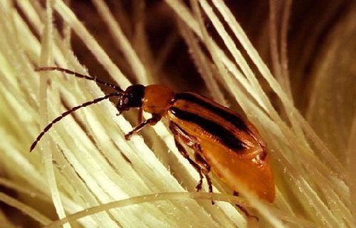 Эволюция насекомых против биотехнологий