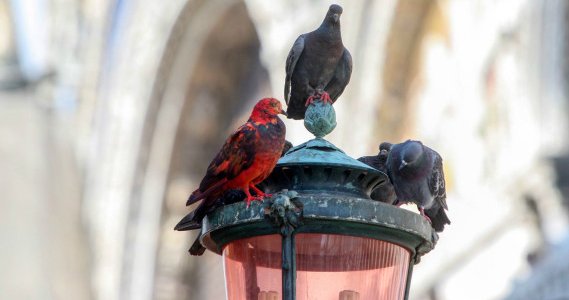 Необычный окрас животных фото - цветные голуби