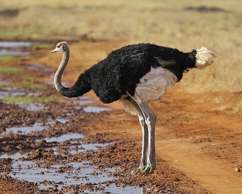 Самые большие птицы в мире фото - Страус