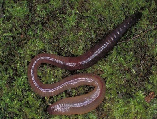 Подземные животные - кто живет под землей фото - дождевой червь
