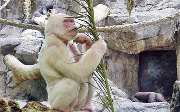 Необычный окрас животных фото - белая горилла