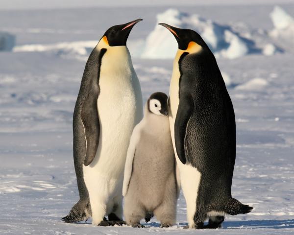 Самые большие птицы в мире фото - Императорский пингвин