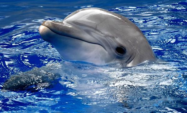 Самые умные животные в мире фото - Дельфины