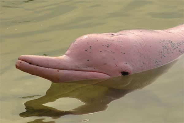 Необычный окрас животных фото - розовый дельфин
