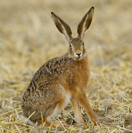Самые быстрые животные в мире фото - заяц-русак