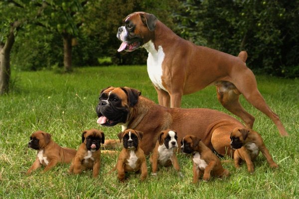 Самые злые собаки в мире фото - Боксер