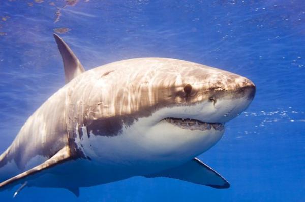 Самые опасные животные в мире фото - Акула