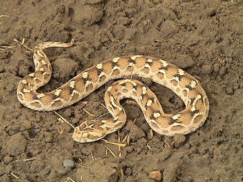 Самые ядовитые змеи в мире - песчаная эфа