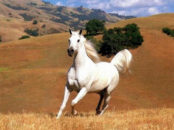 Самые быстрые животные в мире фото - лошадь