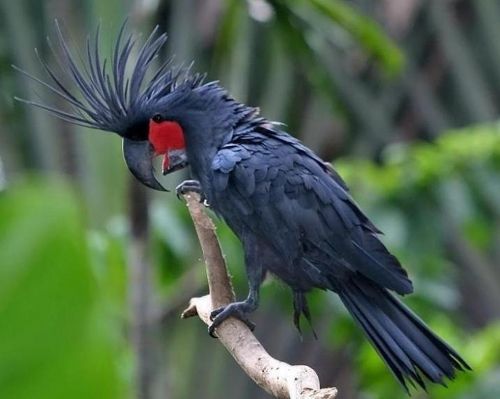 Самые дорогие животные фото - попугай какаду черный