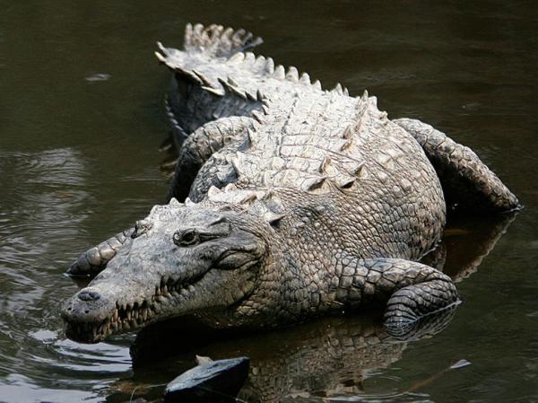Самые опасные животные в мире фото - Крокодил