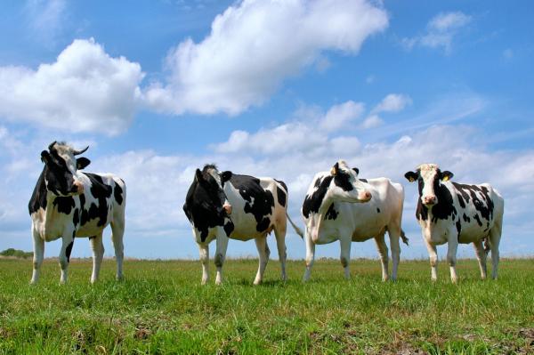 Самые умные животные в мире фото - Коровы