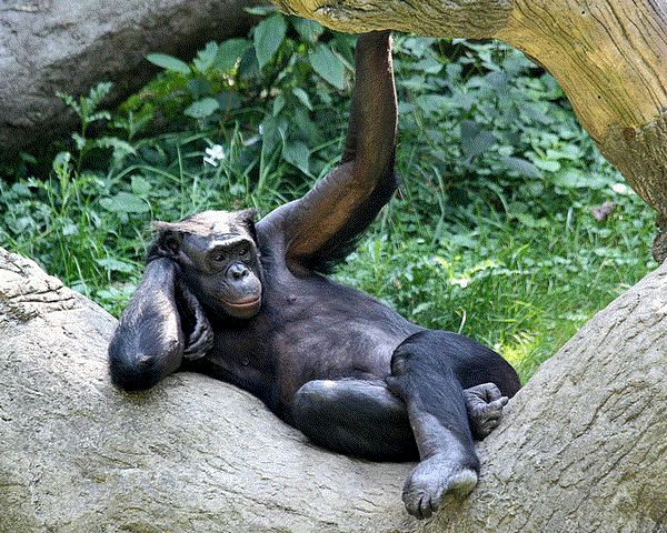 Самые дорогие животные фото - шимпанзе