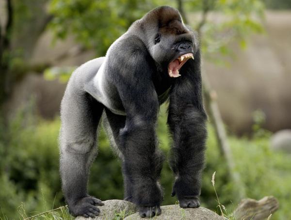 Самые сильные животные в мире фото - горилла