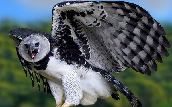 Хищные птицы фото самых страшных - Южноамериканская гарпия